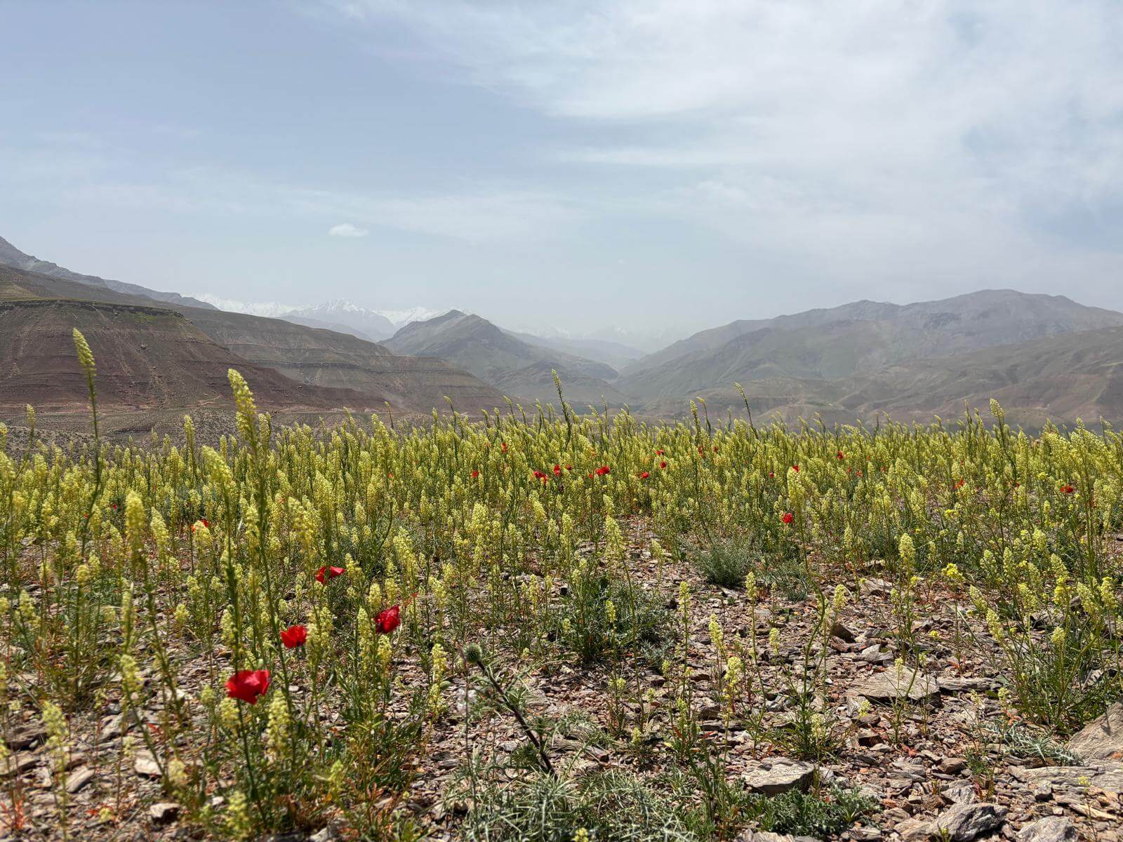 High Atlas Mountains landscape in Morocco