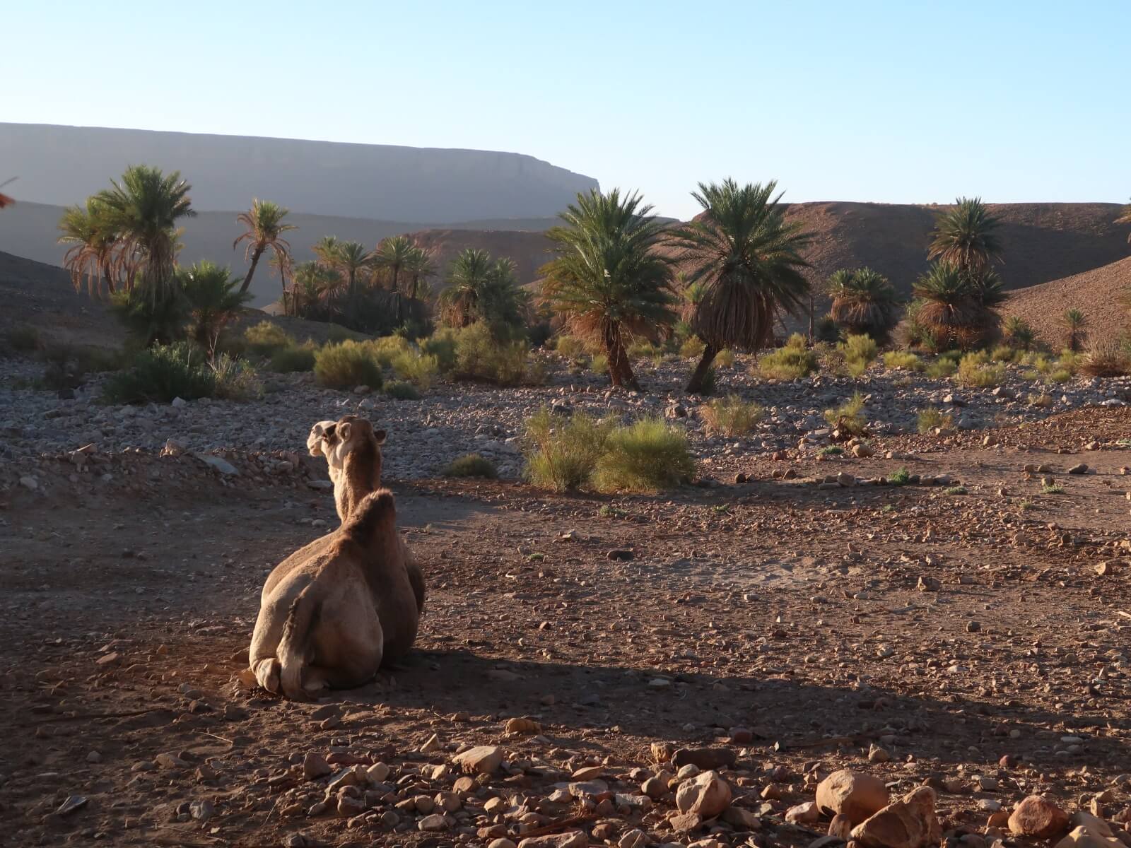 Traditional desert village and landscape of southern Morocco near Bir Diabi