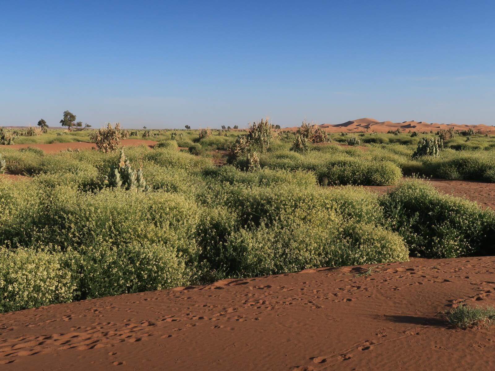 Desert landscape near Erg Chegaga during a guided Sahara trekking expedition in Morocco